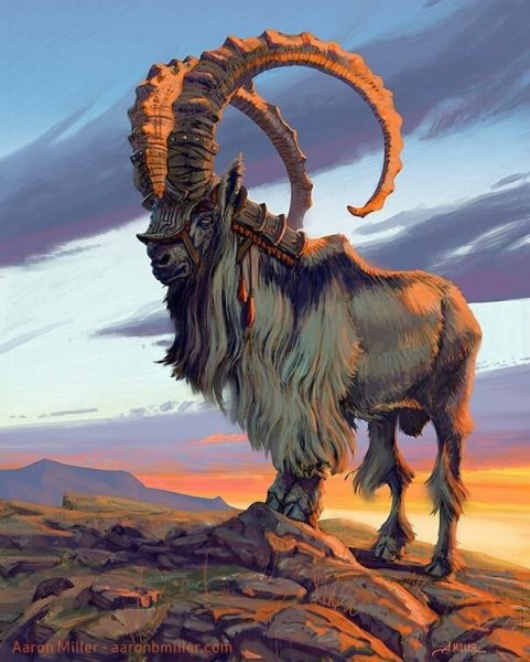 Ездовые овцы