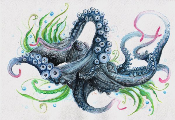 Картина Кевина Слоана осьминог