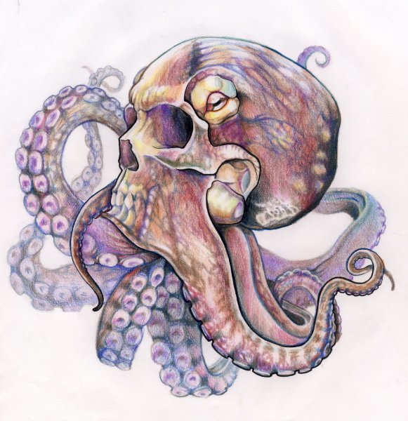 Осьминог красивый рисунок