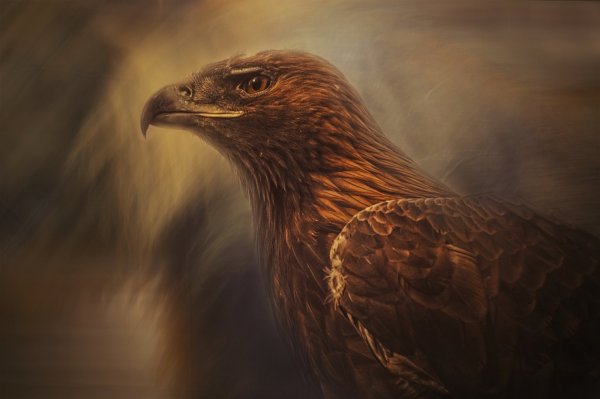 Орел ястреб Сокол Коршун Беркут