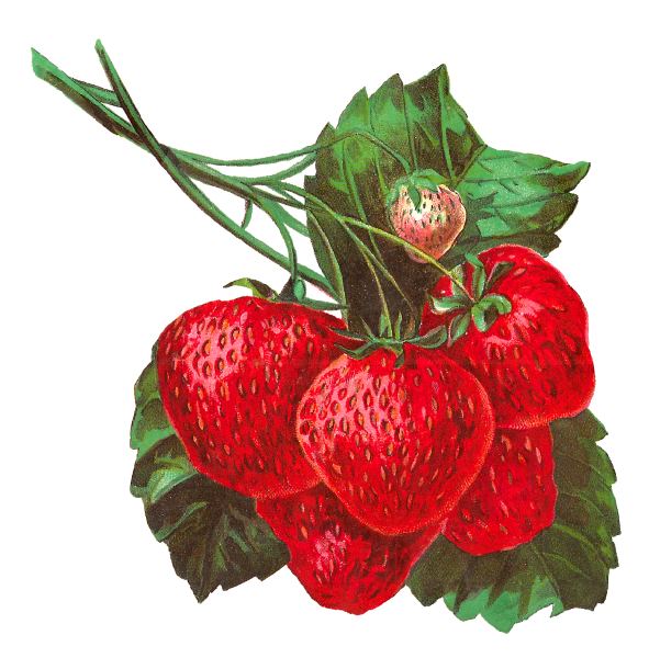 Земляника рисунок