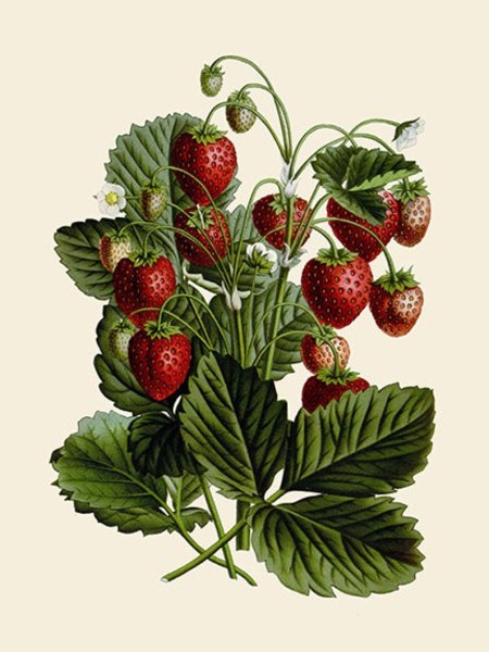 Ботаническая живопись земляника