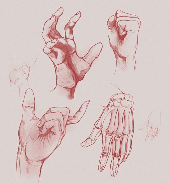 Анатомия рук для рисования