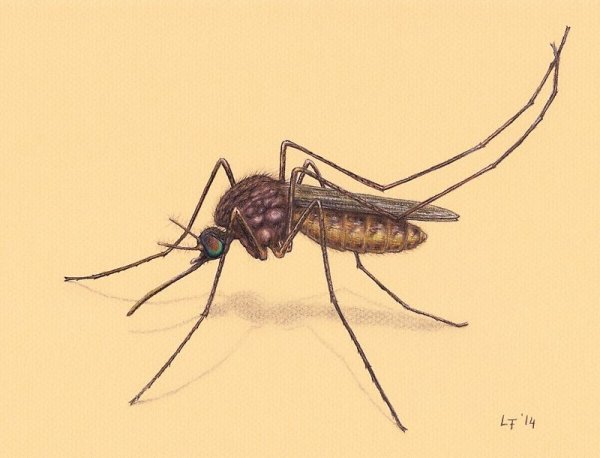 Длинноногий комар арт