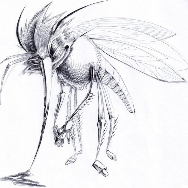 Комар эскиз