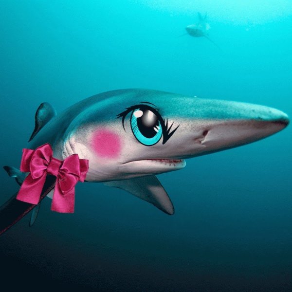 Самая милая акула