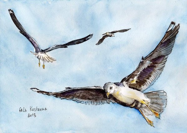 Живопись птицы в полете