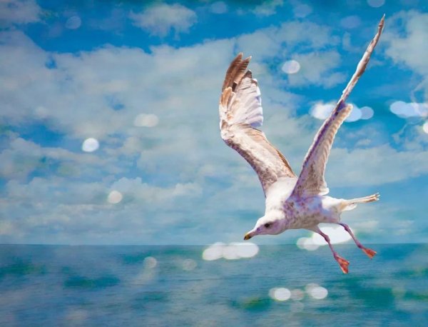 Чайки живопись