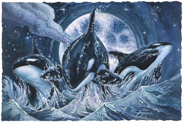 Джоди Бергсма картины косатки
