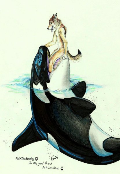 Касатка Антро