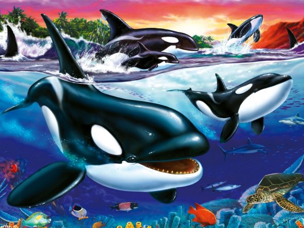 Подводный мир касатки