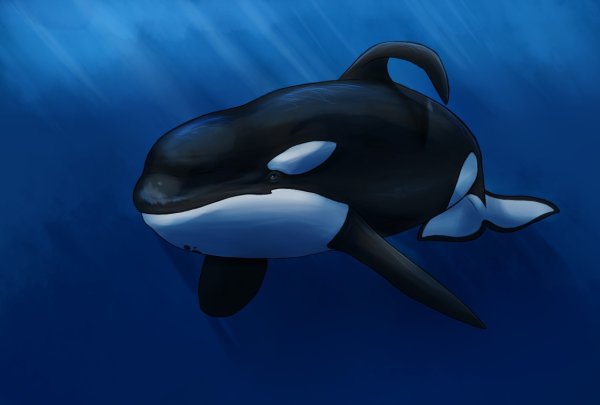 Касатка Кейко