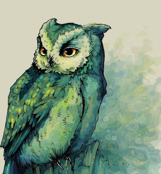 Сова рисунок