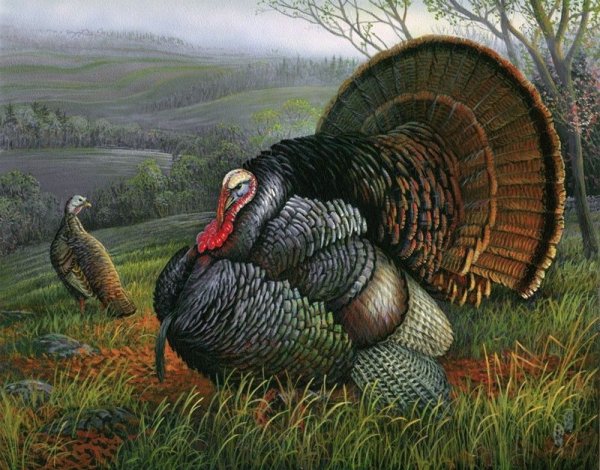 Индейка в живописи