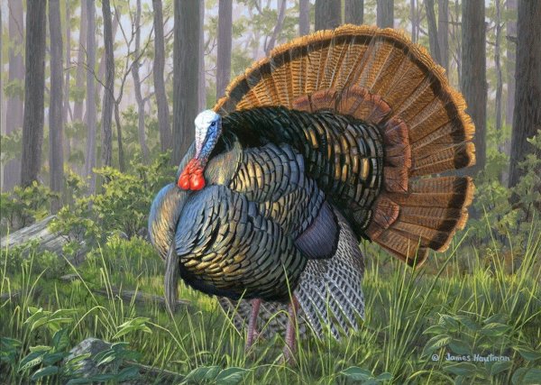 Индюки в картинах художников