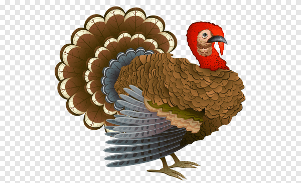 Индюк на прозрачном фоне