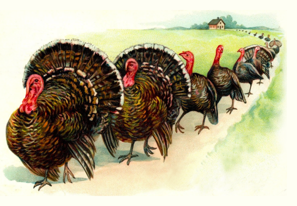 Индейка картина