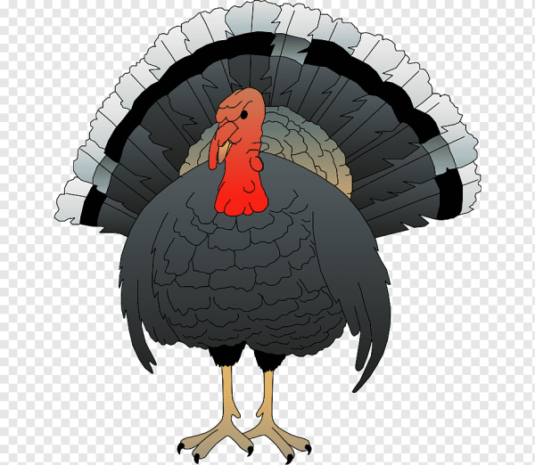 Индюк без фона для детей