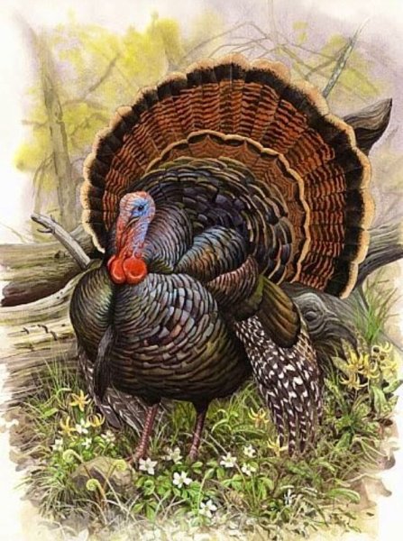 Индюшка с индюшатами вышивка