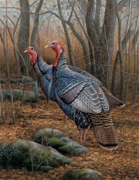 Розмари Миллетт,американская художница.