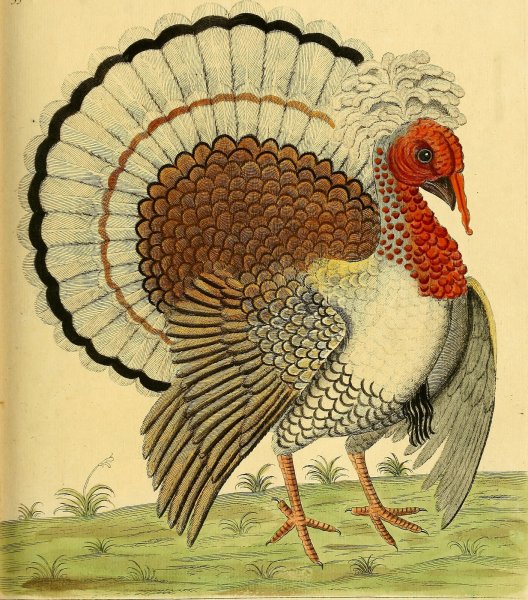 Иллюстрация индюк высокое качество