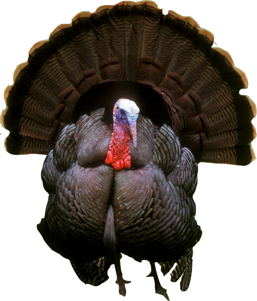 Turkey индейка