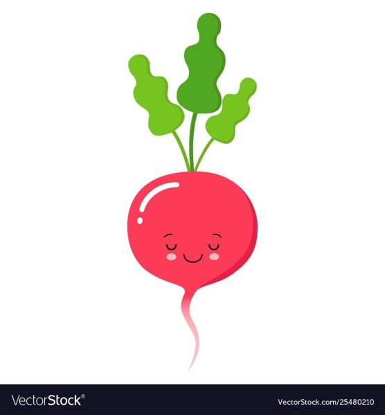 Редиска иллюстрация