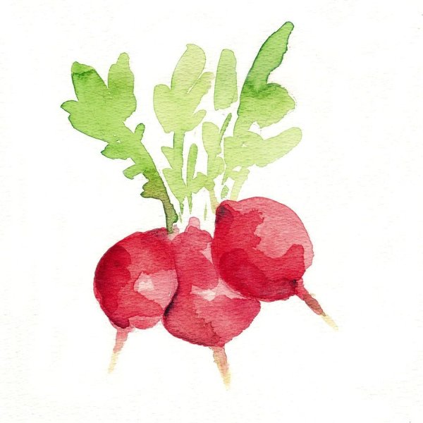 Редиска рисунок