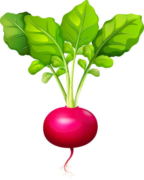 Свекла рисунок