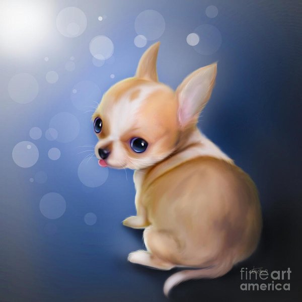Чихуахуа арт