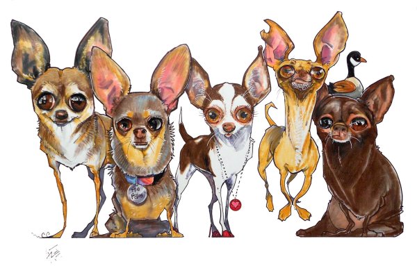 Чихуахуа рисунок