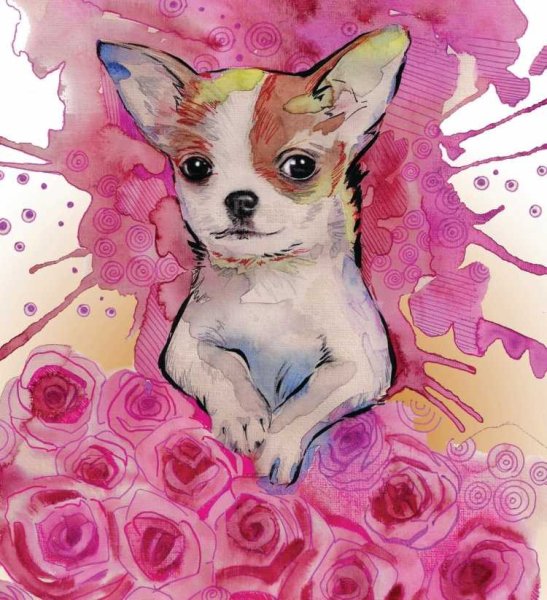 Чихуахуа рисунок