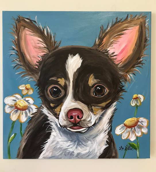 Гизмо чихуахуа