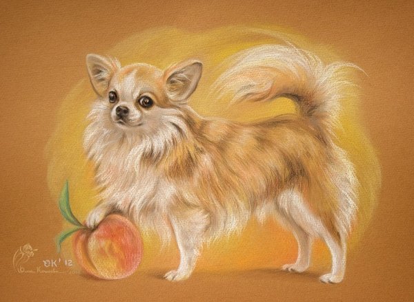 Чихуахуа длинношерстные рисунок