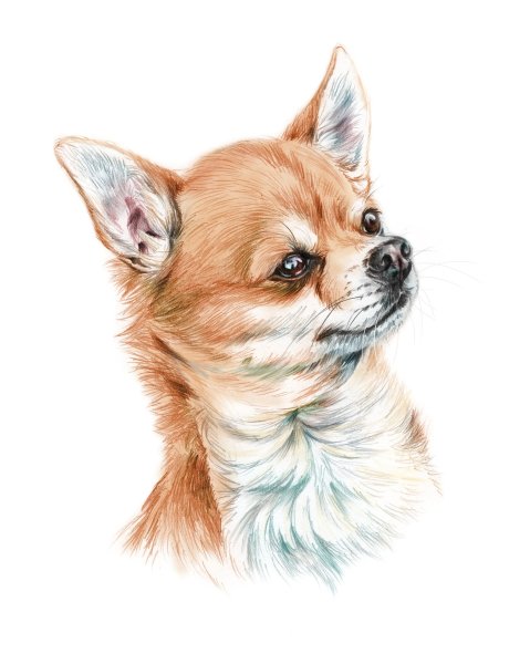 Чихуахуа мультяшный