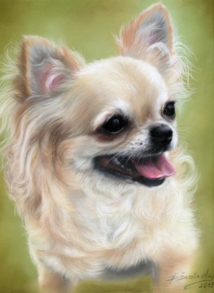 Чихуа картина