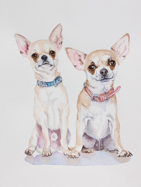 Чихуахуа рисунок