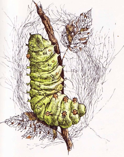 Кокон гусеницы арт