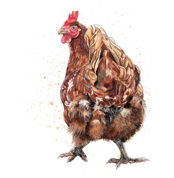 Курица арты