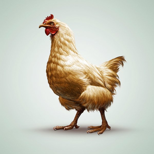 Курочка арт