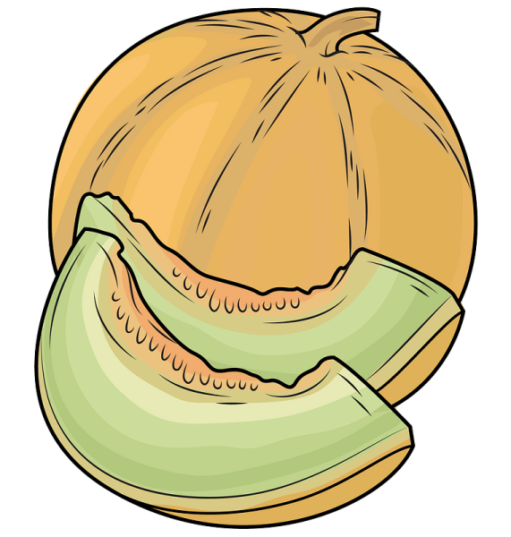 Дыня рисунок для детей