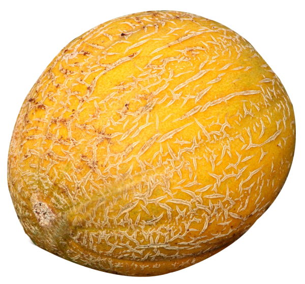 Дыня Галия канталупа