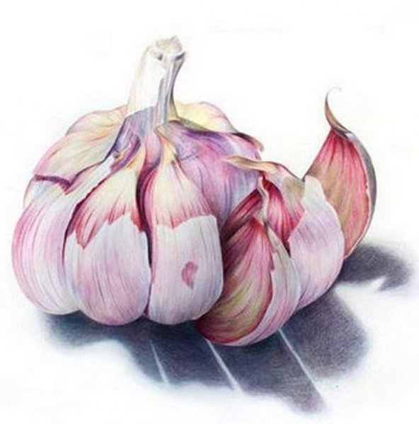 Чеснок живопись