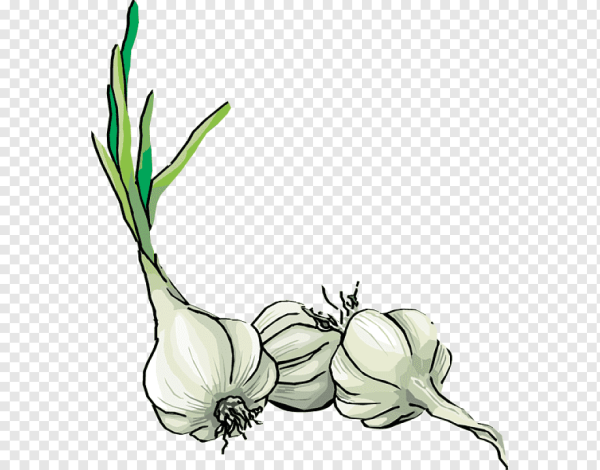 Чеснок рисунок