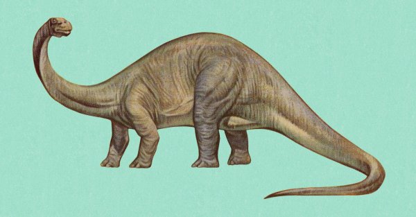 Апатозавр Диплодок Бронтозавр