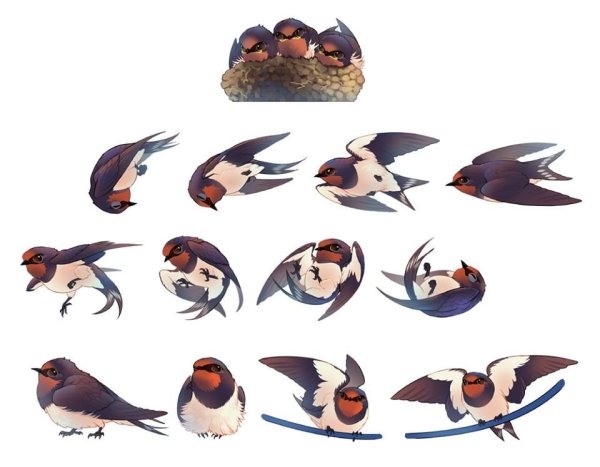 Robin референс птицы