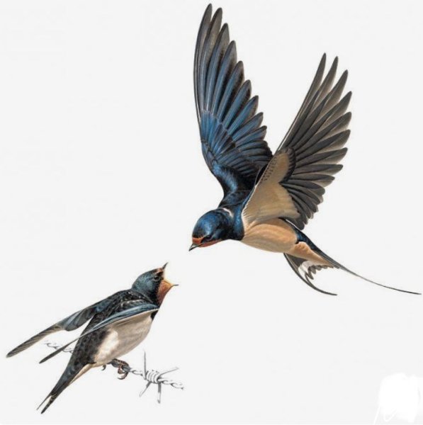 Ласточка в полете