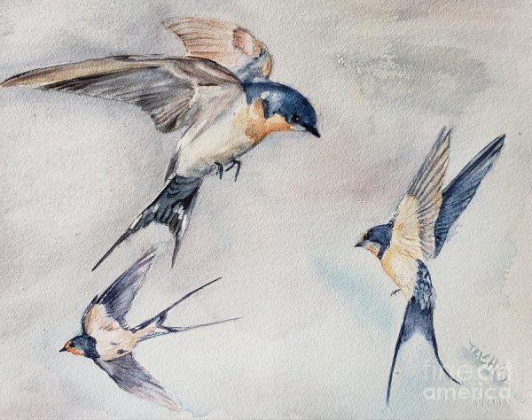 Птица Ласточка акварель