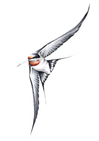 Ласточка рисунок