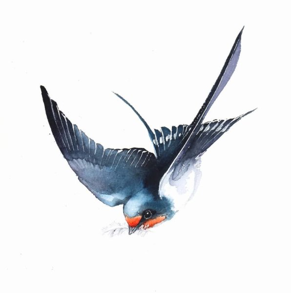 Ласточка рисунок акварель